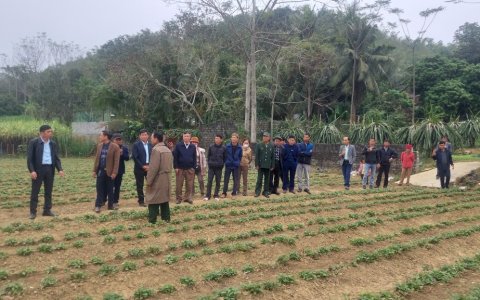 Ngày 04/01/2024 UBND  xã Thọ Bình cùng với HTX DV-NL và đại diện thôn trưởng - bí thư  thôn 5;10;13 cùng đại diện một số hộ của các thôn tổ chức đi thăm mô hình  trồng cây dược liệu.